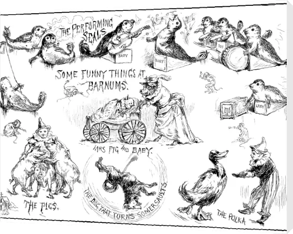 CIRCUS ANIMALS, 1888. Some funny things at Barnum s. Drawing by Frederick Church