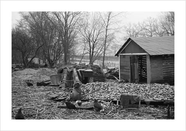 MASSACHUSETTS: FLOOD, 1936. A ruined barn in Hatfield, Massachusetts, after the