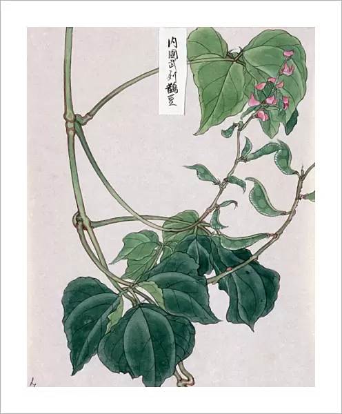 PEA PLANT, c1878. Ink drawing, c1878