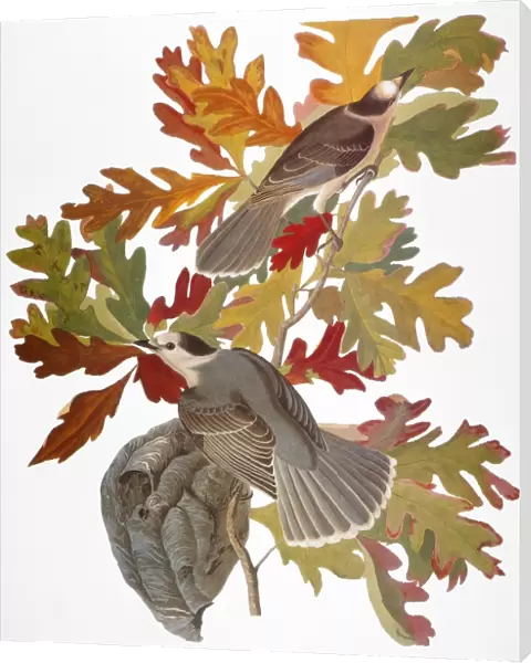 AUDUBON: JAY. Gray Jay (Perisoreus canadensis), from John James Audubons The Birds of America, 1827-1838