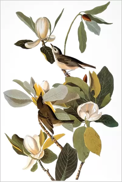 AUDUBON: VIREO. Warbling vireo (Vireo gilvus), from John James Audubons Birds of America, 1827-1838