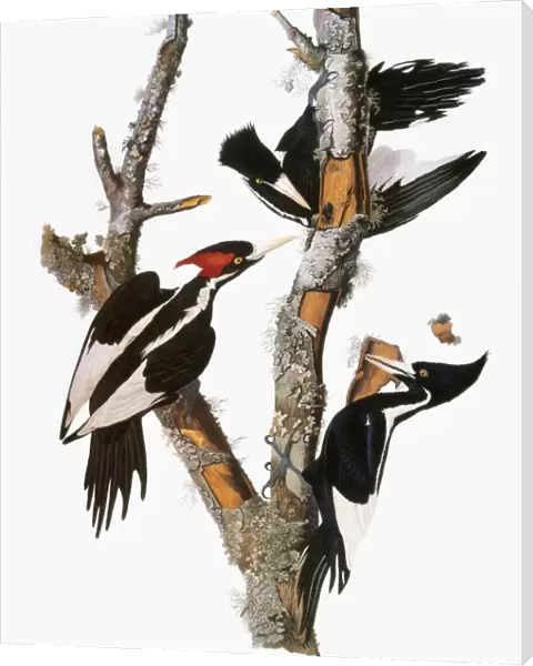 AUDUBON: WOODPECKER. Ivory-billed woodpecker (Campephilus principalis), from John James Audubons The Birds of America, 1827-1838