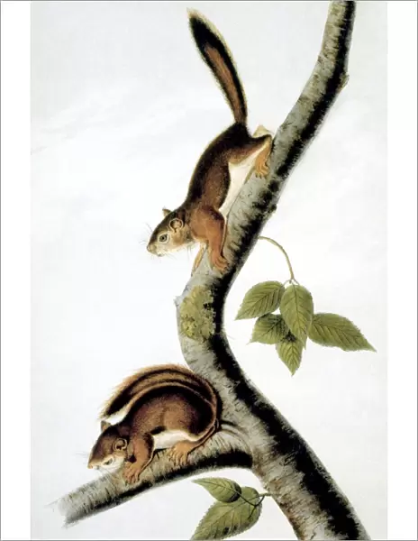 SQUIRREL. Richardons Columbian Squirrel (Sciurus richarsonii): lithograph, 1846, after John James Audubon