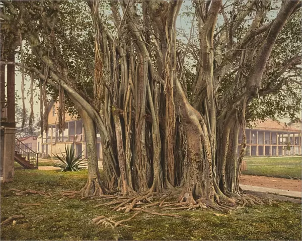FLORIDA: RUBBER TREE, c1900. Rubber tree in the U. S. Army barracks at Key West, Florida. Photochrome, c1900