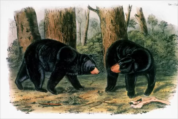 AMERICAN BLACK BEAR, 1844. Lithograph, 1844, after the painting by John James Audubon