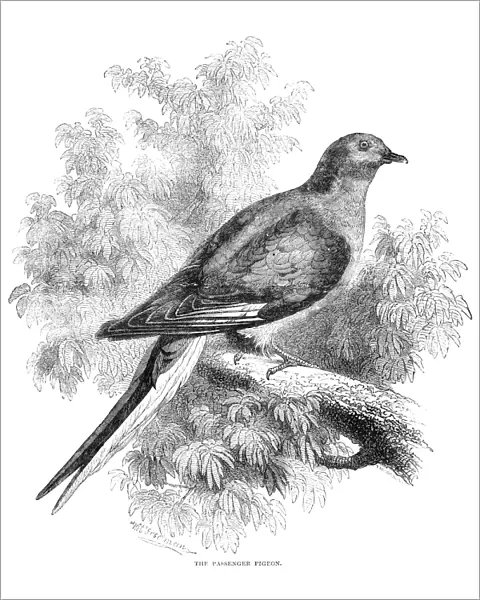 PASSENGER PIGEON. Wood engraving, English, c1880