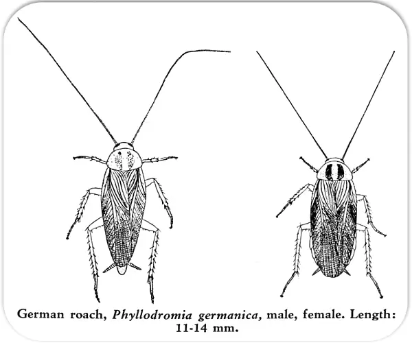 COCKROACHES. Male (left) and female German roach (Phyllodromia germanica). Length: 11-14 mm