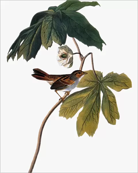 AUDUBON: SPARROW, 1827-38. Swamp sparrow (Melospiza georgiana) by John James Audubon for his Birds of America, 1827-1838