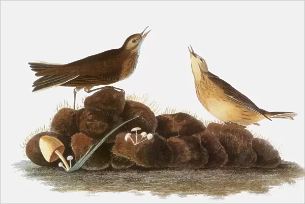 AUDUBON: WATER PIPIT, 1827. Water Pipit, or Brown Titlark (Anthus spinoletta), by John James Audubon for his Birds of America, 1827-1838