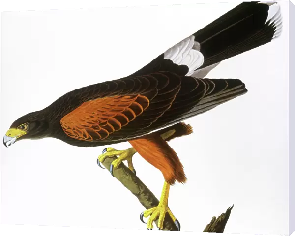 AUDUBON: HAWK, 1827. Harris, or Louisiana, Hawk (Parabuteo unicinctus). Colored engraving from John James Audubons The Birds of America, 1827-38