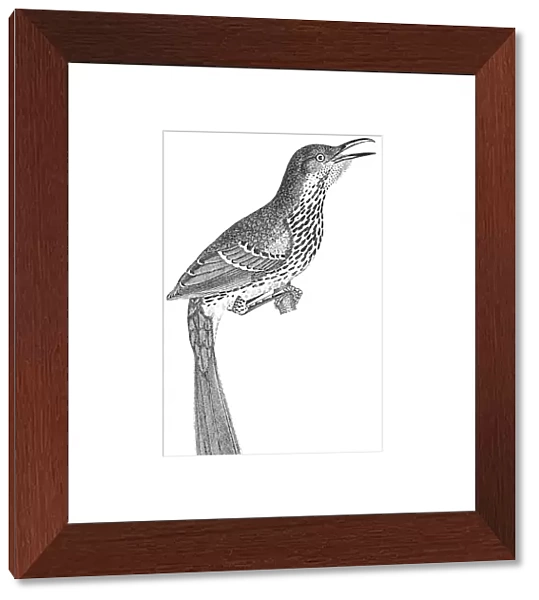 BROWN THRASHER. Toxostoma rufum. Line engraving from Alexander Wilsons American Ornithology, 1808-1814