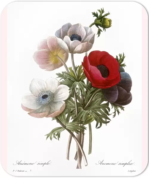 REDOUTE: ANEMONE, 1833. Also called a Windflower. Engraving after a painting by Pierre-Joseph Redout