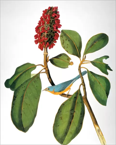 AUDUBON: WARBLER. Canada warbler (Wilsonia canadensis), from John James Audubons Birds of America, 1827-1838