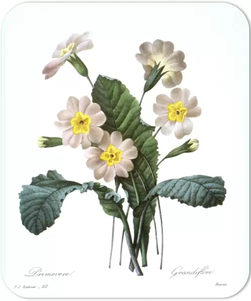 PRIMROSE (PRIMULA AUCALIS). Engraving after painting, 1833, by P. J. Redoute