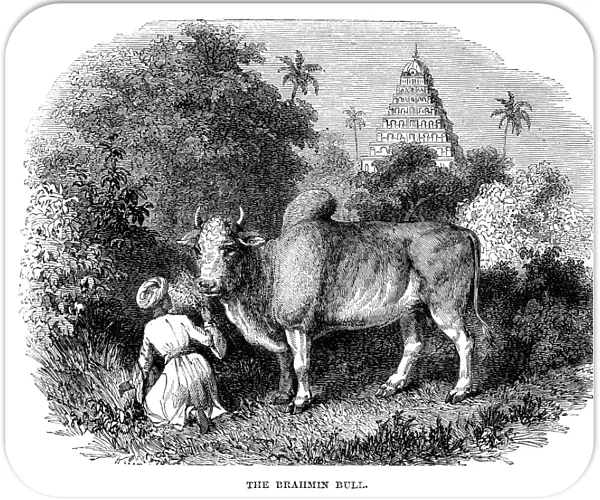 BRAHMIN BULL. The zebu, or Brahmin bull (Bos indicus). Line engraving, English, late 19th century