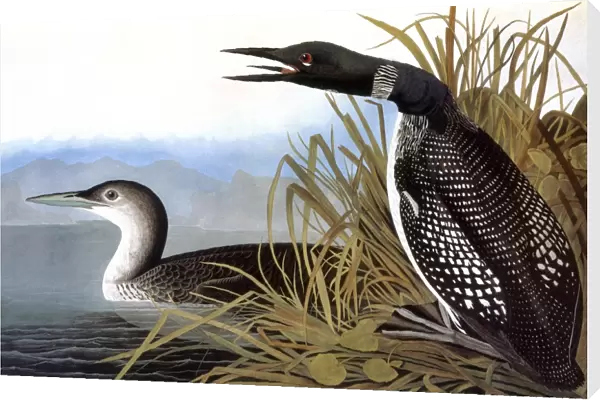 AUDUBON: LOON, 1827. Common Loon (Gavia immer) by John James Audubon for his Birds of America, 1827-38