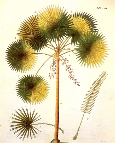 FAN PALM (Livistona rotundifolia). Colored engraving by P. Hs, from Friedrich Gottlieb Haynes Termini Botanici Iconibus illustrati, Berlin, 1799-1812