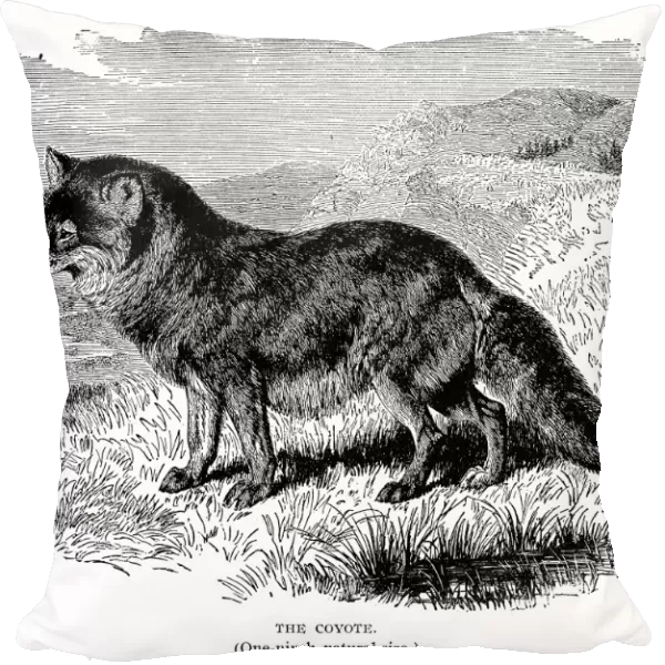 COYOTE. The coyote (Canis latrans). Wood engraving, American, c1900