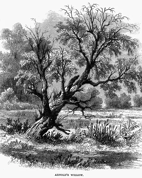 BENEDICT ARNOLD WILLOW. The Benedict Arnold Willow across the Hudson from West Point, New York. Wood engraving, 1862