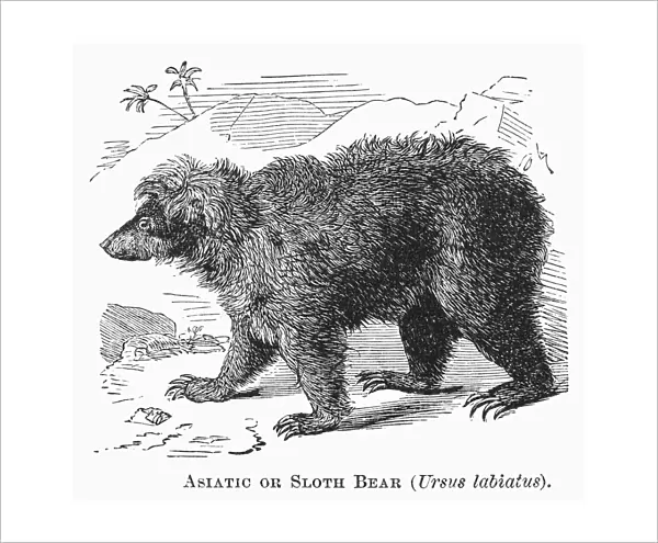 SLOTH BEAR. Asiatic or sloth bear (Ursus labiatus). Line engraving, 19th century