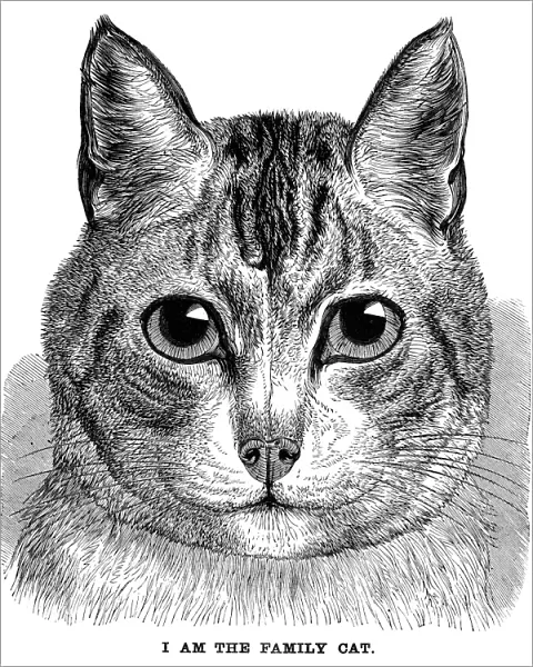 FAMILY CAT. Line engraving, 1869