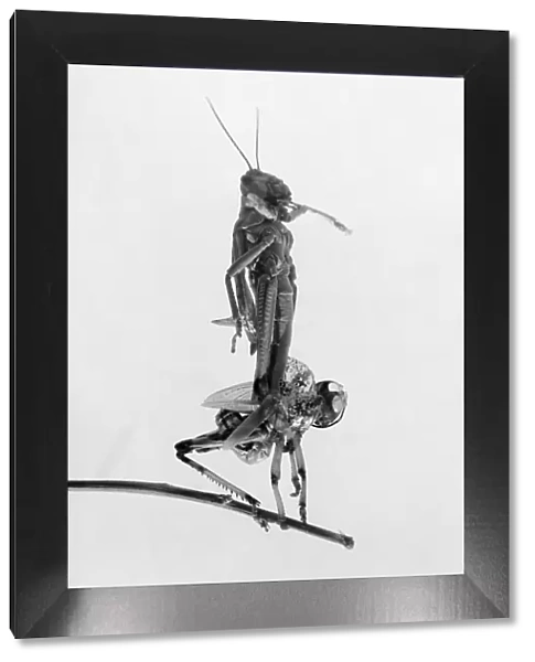 JERUSALEM: LOCUSTS, 1915. A locust molting its shell, during a locust plague in Jerusalem, March-June 1915
