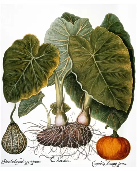 Gourd (Cucurbitaceae family), taro or dasheen (Colocasia esculenta), and pumpkin (Cucurbita pepo): engraving for Basilius Beslers Florilegium, published at Nuremberg in 1613