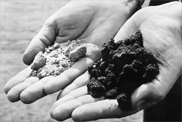 A geologist holds handfuls of dry sand (left) and black, oil-wet sand after performing tests for potential drilling sites. Photographed c1944