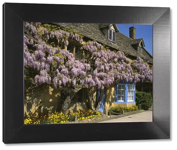 BROADWAY. Wisteria on the walls of a cottage in the cotswold town of Broadway