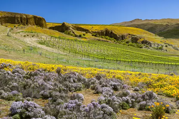 A vineyard near Bannockburn in Otago, New Zealand