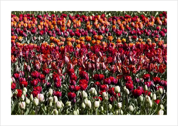 Spring flowers at Keukenhof Gardens, Netherlands