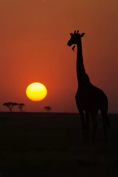 Serengeti National Park. Giraffe ( (Giraffa camelopardalis ) at sunset. Silhouette. Tanzania