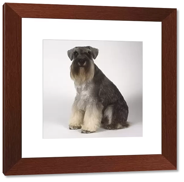 A miniature Schnauzer terrier with bushy brown grey fur along its snout and a long beard sitting on its haunches