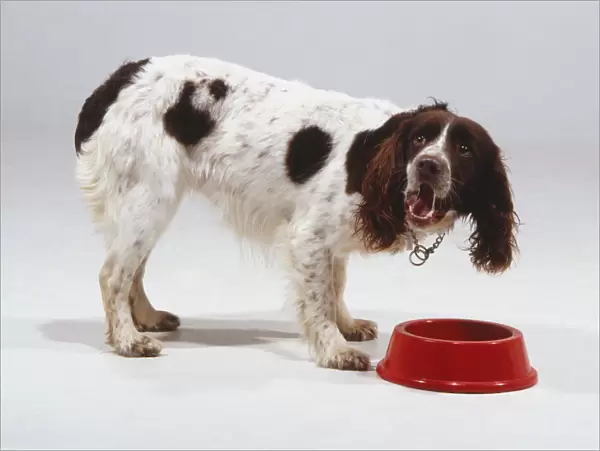A Brittany or spaniel dog with spotted fur and drooping hairy ears, barks while standing over a red food bowl