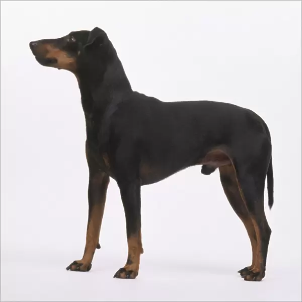 Manchester Terrier, standing, side view
