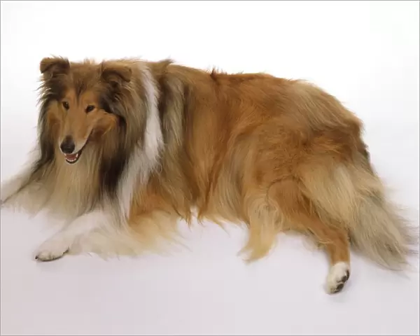 Rough Collie lying down