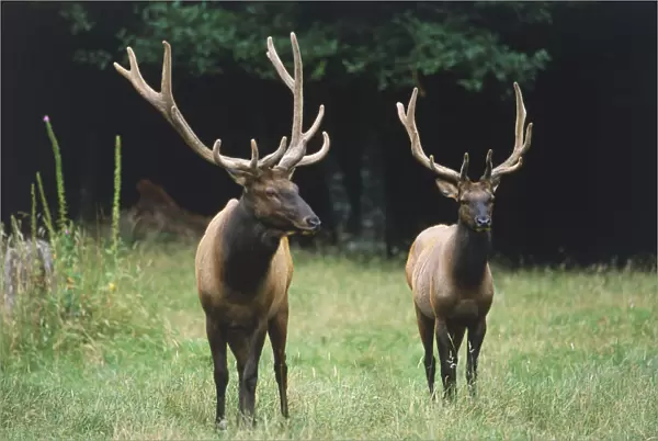 USA, Pacific Northwest, Washington State, Tacoma Metropolitan Park District, Eatonville, Roosevelt Elk, Cervus canadensis roosevelti, two adult male bull elks displaying antlers