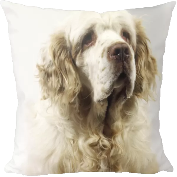 Head and shoulders of predominantly lemon and white Clumber Spaniel, front view