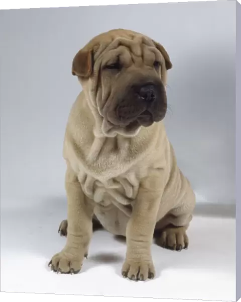 A light yellow shar pei puppy with wrinkled skin and short ears sits on its haunches