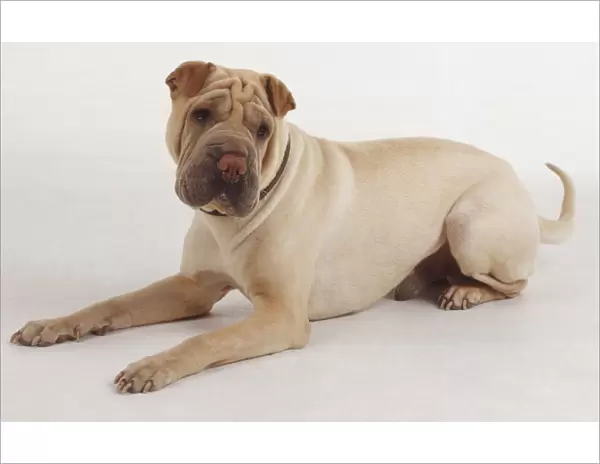 A light tan Shar Pei lies on the ground with its head cocked