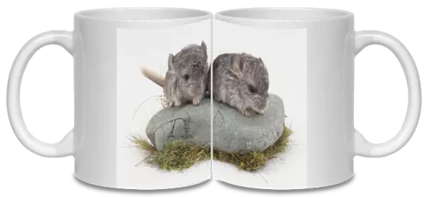 Two Chinchillas standing on a rock and peering down at something