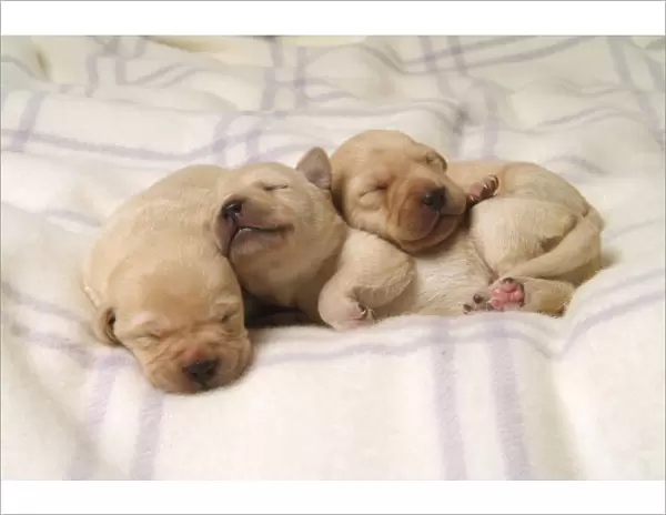 Three five-day-old Labrador Retriever puppies sleeping on a woollen blanket