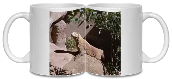 Komodo Dragon, Varanus komodoensis, perching erect on rock in strong sunlight, side view
