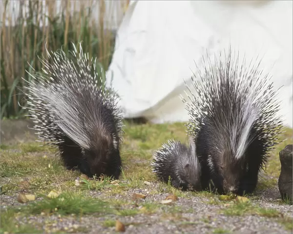 Two crested porcupines with their offspring in garden, front view