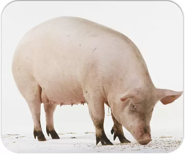 Standing pig with head lowered to the ground, side view