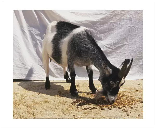 Goat eating pellets from floor, front view