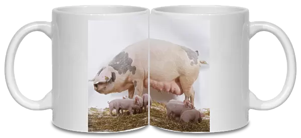Domestic Pigs (sus sp. ) standing on bed of hay, group of piglets scattered by sows legs, side view