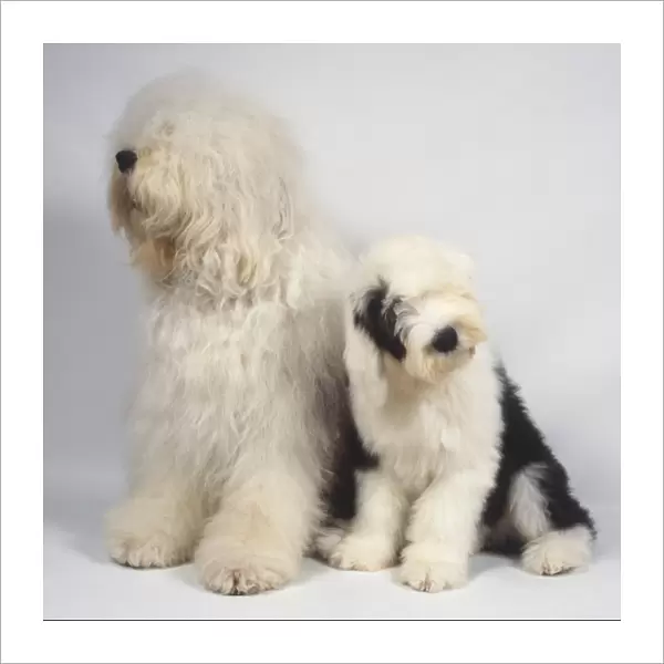 Two Old English Sheepdogs (Canis familiaris), white dog and black and white Puppy, side view