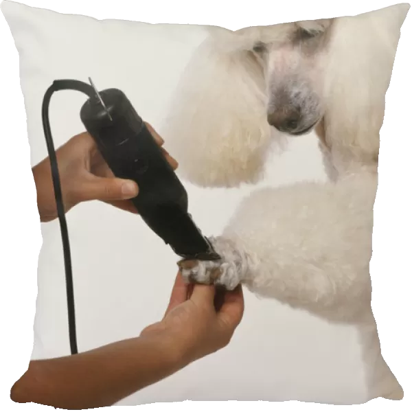 Using clippers to trim fur from feet of white Standard Poodle