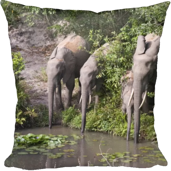Kenya, Shimba Hills National Reserve, group of elephants drinking at watering hole